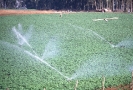 Agricultura-36