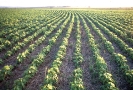 Agricultura-51