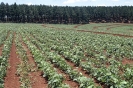 Agricultura-52