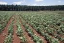 Agricultura-53