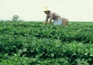 Agricultura-58
