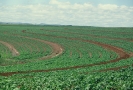 Agricultura-59