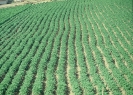 Agricultura-60