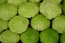 Agricultura-61