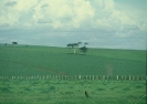 Cana de Açúcar