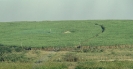 plantação de cana de açúcar