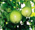 Frutas