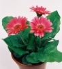 Paisagens / Plantas