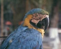 Arara