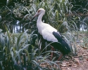 Cegonha