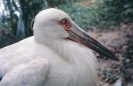 Cegonha