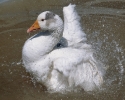 Cisne Branco