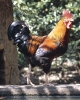 Galo