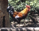 Galo