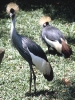 Grou Coroado