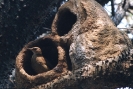 Ninho João de barro