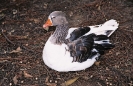 Pato