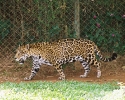 Onça Pintada