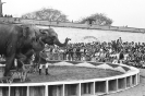 Circo Orlando Orfei