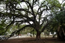 Praça Santos Coimbra